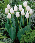 BULB Tulip Wildhof (Triumph)
