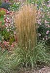 CALAMAGROSTIS Overdam