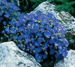 Click for more information. Carpets of blue. Spreads nicely if soil is cool and well drained