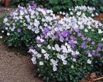 Click for more information. White flowers. Mulch in South