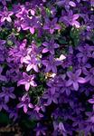 Light blue. Half-trailing, prostrate plant.