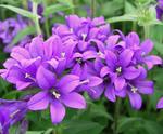CAMPANULA glomerata Joan Elliot