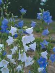 Click for more information. PEACH-LEAF BELLFLOWER. Taller, with very large sky blue bells