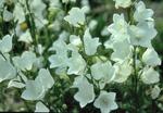 Click for more information. White. Reblooms if cut