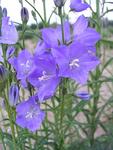 Click for more information. Tall, blue flowers. Excellent garden and cut flower