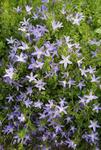 Cool blue bells on cascading plants