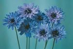 Click for more information. LOVE PLANT. Blue, Flowers are everlasting.