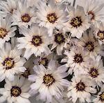 Click for more information. Wonderful Catananche habit with white flowers