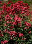 Click for more information. Rose red. Old fashioned and still reliable
