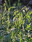 CHASMANTHIUM Latifolium
