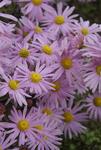 CHRYSANTHEMUM rubellum Clara Curtis
