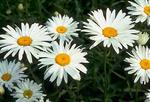 CHRYSANTHEMUM superbum Alaska