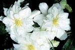 CLEMATIS Arctic Queen