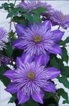 CLEMATIS Crystal Fountain