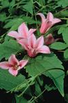 CLEMATIS Dutchess of Albany