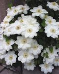 CLEMATIS Guernsey Cream