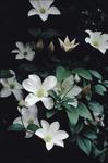 CLEMATIS Huldine