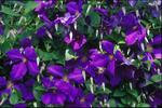 CLEMATIS Jackmanii