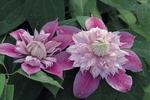 CLEMATIS Josephine