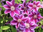CLEMATIS Kilian Donahue
