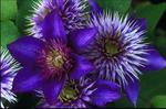 CLEMATIS Multi-Blue