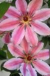 CLEMATIS Nelly Moser