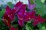 CLEMATIS Princess Diana
