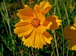 COREOPSIS grandiflora Mayfield Giant