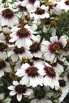 Bicolor flowers of white with a raspberry center