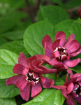 CALYCANTHUS Hartlage Wine
