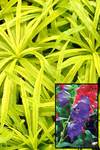 Click for more information. Brilliant gold foliage with blue bells