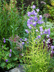 Click for more information. Brilliant gold foliage with blue bells