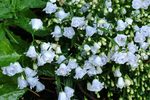 Click for more information. Gentle spreader of powder blue.