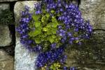 Click for more information. Great groundcover with bright foliage and blue flowers
