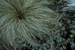 CAREX comans Frosted Curls