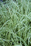 CAREX hachijoensis Evergold