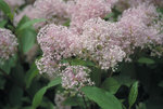 CEANOTHUS x pallidus MARIE SIMON