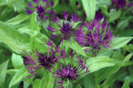 Vivid flowers of amethyst.