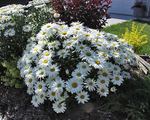 Compact dwarf with white flowers - Shasta Daisy
