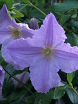 CLEMATIS Blue Angel