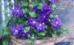 CLEMATIS Franziska Maria