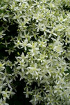 CLEMATIS Paniculata