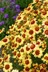 COREOPSIS Autumn Blush