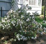 Click for more information. Early spring fragrant pink blooms, cream edged leaves
