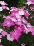 Click for more information. Very long blooming in multiple shades of pink/rose/white