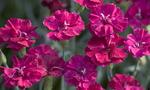 Click for more information. Vibrant red/pink flowers over aqua blue foliage