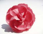 Click for more information. Salmon pink