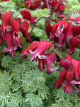 DICENTRA Burning Hearts