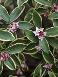 Click for more information. Evergreen and entrancing fragrant purple red blossoms 4" Pots