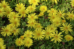 Click for more information. 3-4" golden yellow flowers.